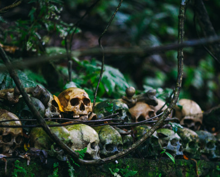 Skulls deteriorating in the jungle