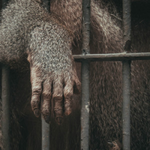 Tornit, Alaska's Bigfoot, caught and caged