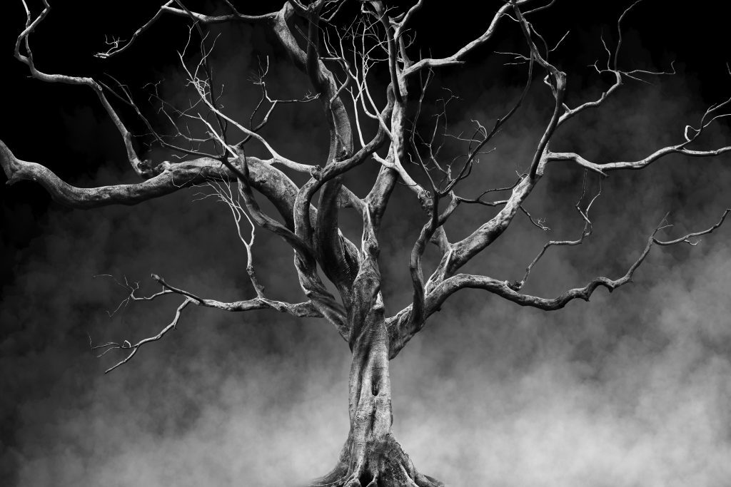 Scary tree that might look like the Avilla Missouri death tree