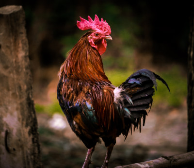 Rooster, potential animal sacrifice