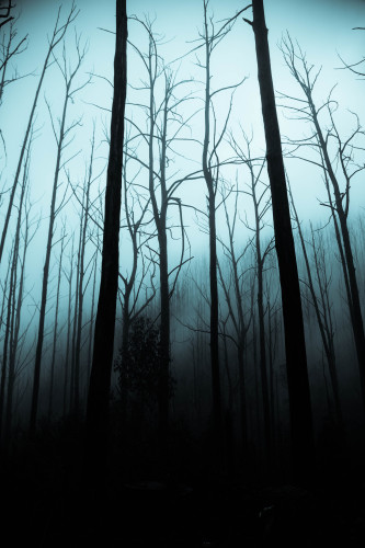 Take a walk through a creepy forest