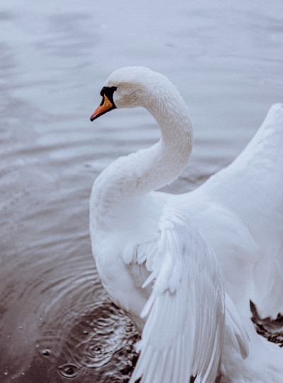 Swan with open wings on a lake