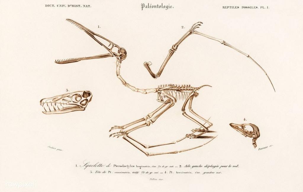 Pterosaur (Pterodactylus) Illustrated by Charles Dessalines D' Orbigny (1806-1876)