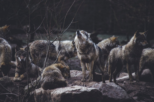 Wolf howling near the pack
