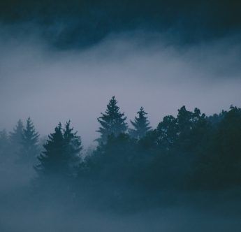 Dark Misty Forest