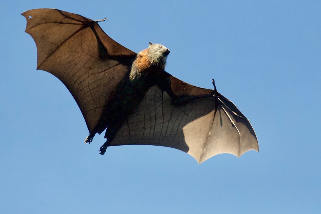 Brown Bat in Flight