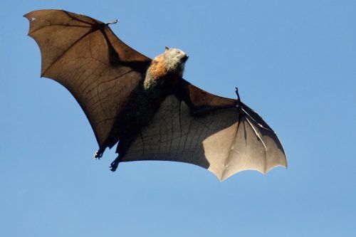 Brown Bat in Flight