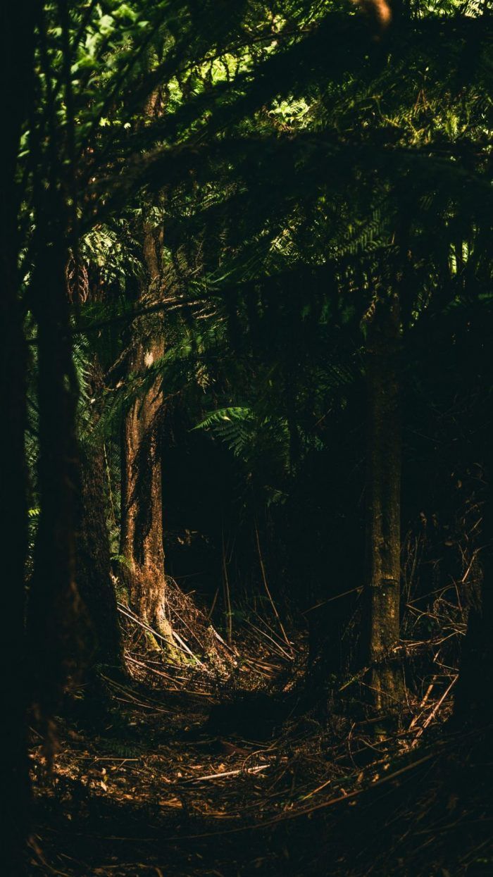 Dark Creepy Forest