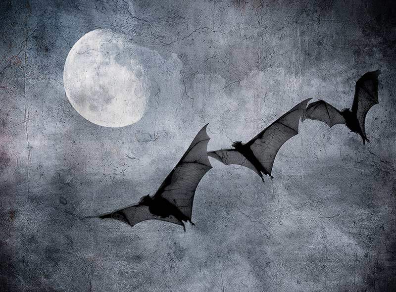 Bats Flying by a full moon on Halloween